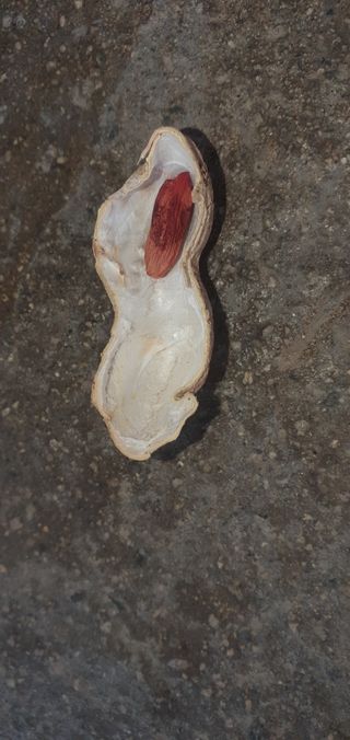 무 하님의 기타작물 · 병해충상담 작성글 사진