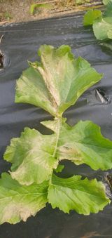 팜모닝 기타작물·병해충상담 게시글 이미지