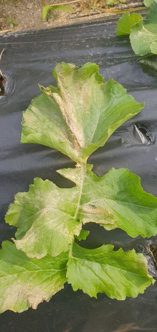 무 하님의 기타작물 · 병해충상담 작성글 사진