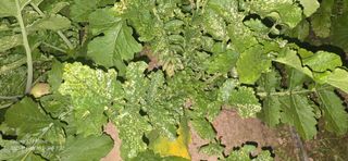 미우리님의 기타작물 · 병해충상담 작성글 사진