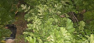 미우리님의 기타작물 · 병해충상담 작성글 사진