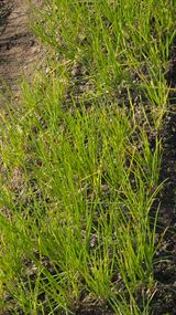 팜모닝 파·병해충상담 게시글 이미지