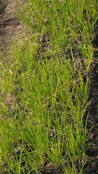 정명순님의 파·병해충상담 작성글 사진