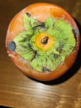 팜모닝 감·병해충상담 게시글 이미지