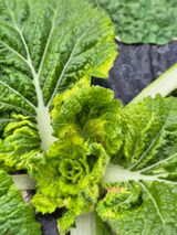 팜모닝 기타작물·병해충상담 게시글 이미지