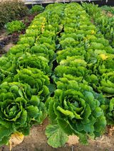 팜모닝 배추·병해충상담 게시글 이미지