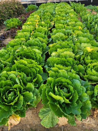 김창욱님의 배추 · 병해충상담 작성글 사진