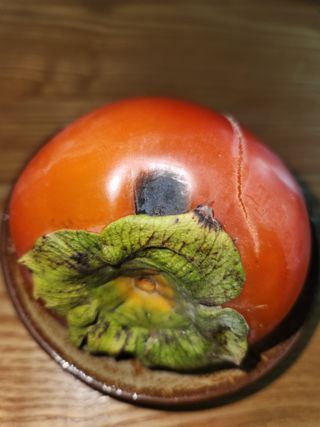 안경욱님의 감 · 병해충상담 작성글 사진