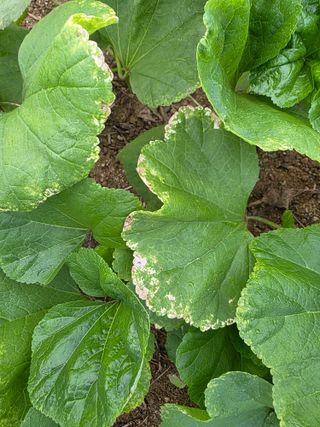 정오농장님의 기타작물 · 병해충상담 작성글 사진