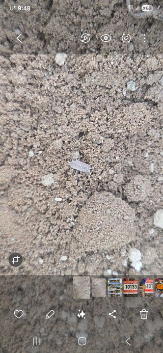 머슴님의 호박 · 병해충상담 작성글 사진