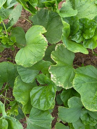 정오농장님의 기타작물 · 병해충상담 작성글 사진