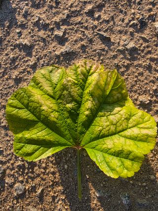 정오농장님의 기타작물 · 병해충상담 작성글 사진
