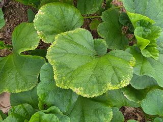 정오농장님의 기타작물 · 병해충상담 작성글 사진