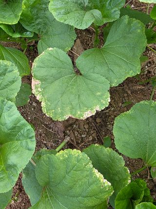 정오농장님의 기타작물 · 병해충상담 작성글 사진