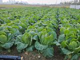 팜모닝 배추·병해충상담 게시글 이미지