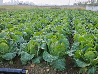 김기만님의 배추 · 병해충상담 작성글 사진