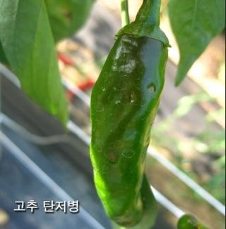 님의 고추 · 병해충상담 작성글 사진