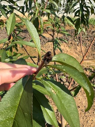 덕구네님의 복숭아 · 병해충상담 작성글 사진