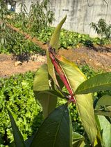 팜모닝 복숭아·병해충상담 게시글 이미지