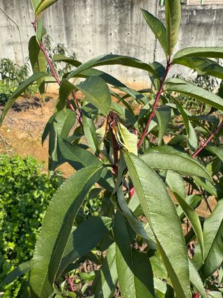 덕구네님의 복숭아 · 병해충상담 작성글 사진