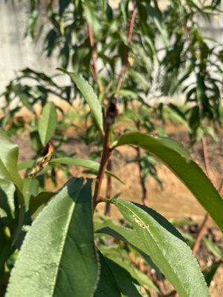 덕구네님의 복숭아 · 병해충상담 작성글 사진