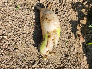 황공이오님의 기타작물 · 병해충상담 작성글 사진