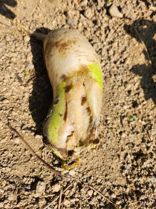 황공이오님의 기타작물 · 병해충상담 작성글 사진