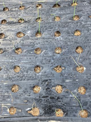 이대일님의 양파 · 병해충상담 작성글 사진