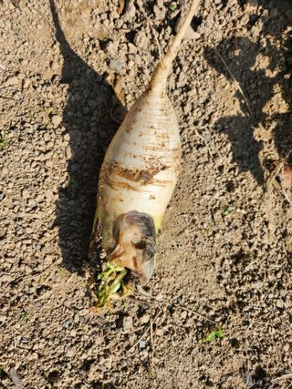 황공이오님의 기타작물 · 병해충상담 작성글 사진