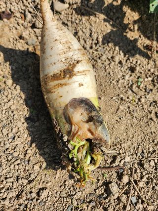 황공이오님의 기타작물 · 병해충상담 작성글 사진