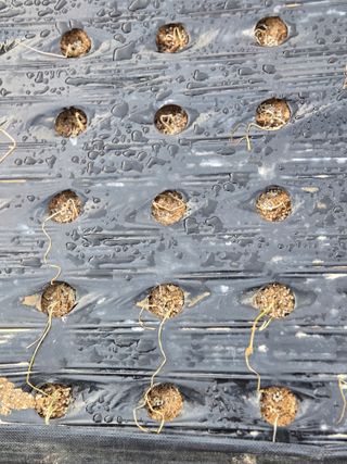 이대일님의 양파 · 병해충상담 작성글 사진