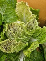 팜모닝 배추·병해충상담 게시글 이미지