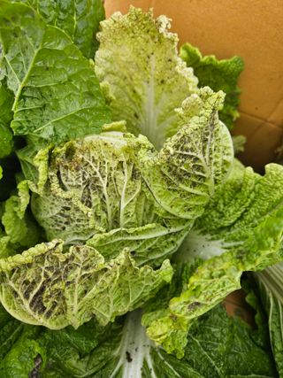 봉흥양반님의 배추 · 병해충상담 작성글 사진