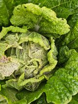 봉흥양반님의 배추·병해충상담 작성글 사진