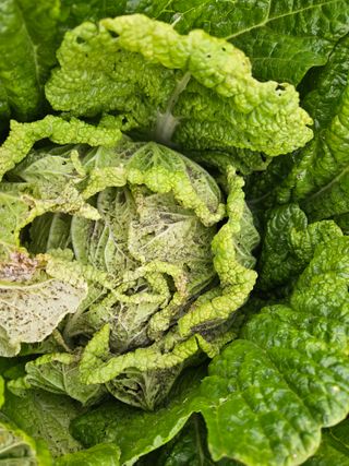 봉흥양반님의 배추 · 병해충상담 작성글 사진