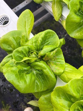 지용진님의 상추 · 병해충상담 작성글 사진