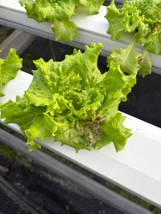 지용진님의 상추 · 병해충상담 작성글 사진