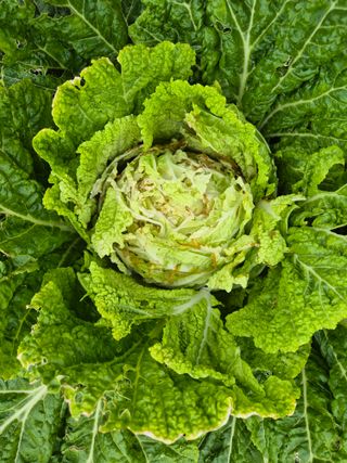 이상열님의 배추 · 병해충상담 작성글 사진