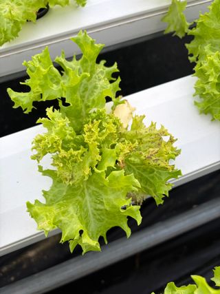 지용진님의 상추 · 병해충상담 작성글 사진