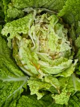 팜모닝 배추·병해충상담 게시글 이미지