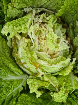 이상열님의 배추 · 병해충상담 작성글 사진