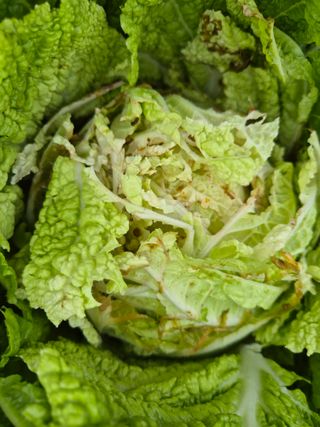 이상열님의 배추 · 병해충상담 작성글 사진