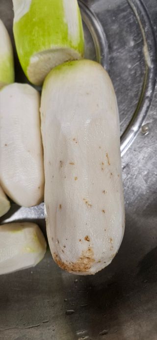 명희님의 기타작물 · 병해충상담 작성글 사진