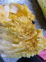 팜모닝 배추·병해충상담 게시글 이미지