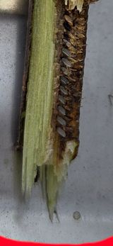 정성스레농원님의 사과·병해충상담 작성글 사진