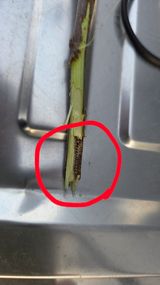 정성스레농원님의 사과·병해충상담 작성글 사진