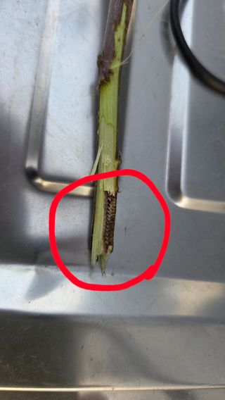 정성스레농원님의 사과 · 병해충상담 작성글 사진