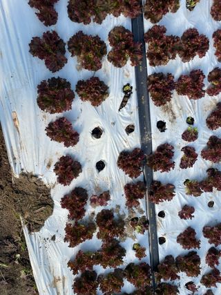 하우스상추님의 상추 · 병해충상담 작성글 사진