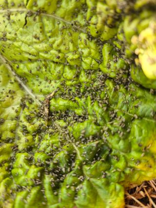 가야산아낙님의 배추 · 병해충상담 작성글 사진