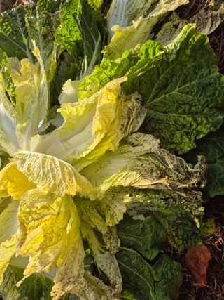 가야산아낙님의 배추 · 병해충상담 작성글 사진